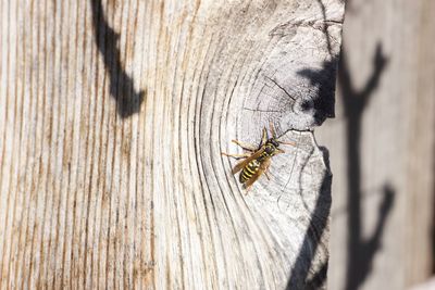 Close-up of spider on wood