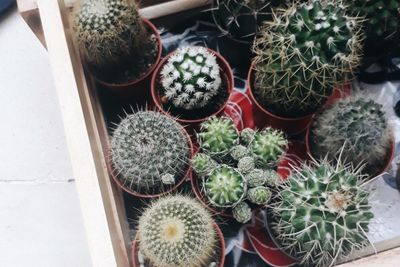 High angle view of potted plants