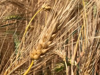 Close-up of wheat plants