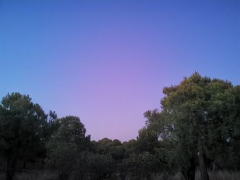 Low angle view of trees against clear blue sky