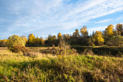 Trees growing on field against sky