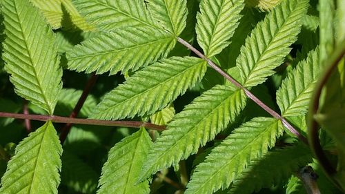 Close-up of leaves