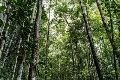 Low angle view of bamboo trees in forest