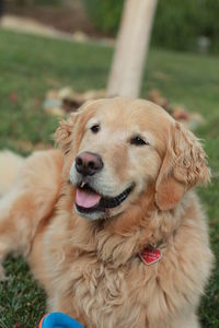 Close-up portrait of dog