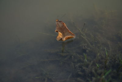 Dry leaf floating on water