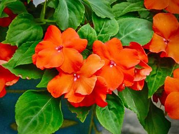 Close-up of flowers blooming outdoors