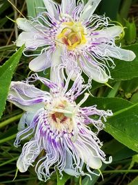 Close-up of purple flower blooming outdoors