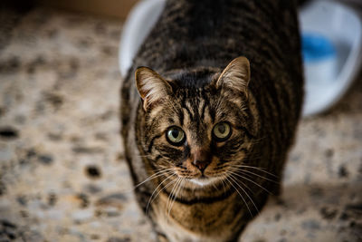 Close-up portrait of tabby cat