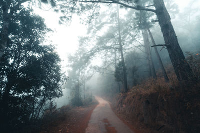 Road amidst trees in forest against sky