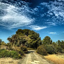 Trees against sky