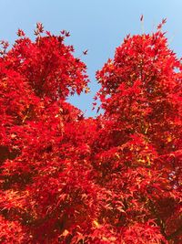 Low angle view of maple tree against sky