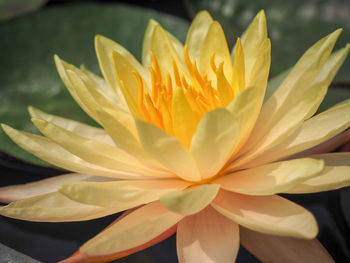 Close-up of yellow water lily