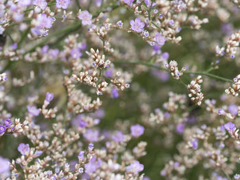 Close-up of purple flowering plant