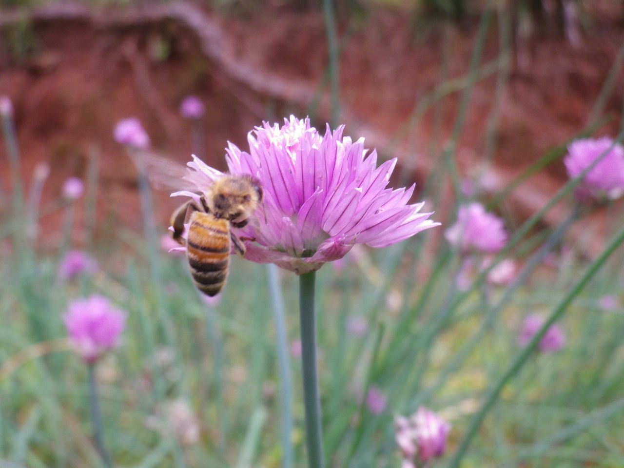 CLOSE-UP OF BEE ON FLOWER