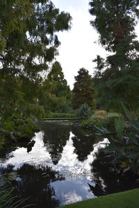 Reflection of trees in water against sky