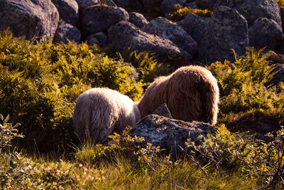 Rear view of sheep on rock
