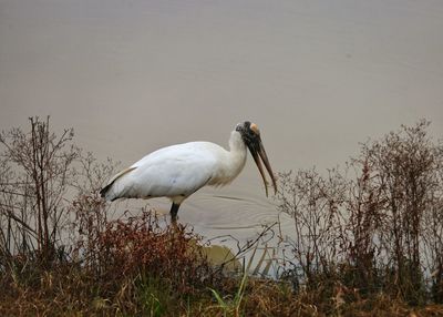 Bird perching on a land