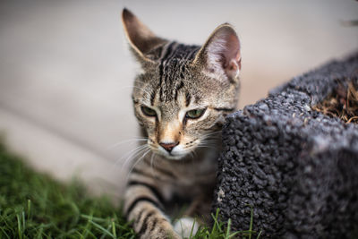 Close-up portrait of a cat