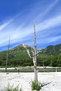 Trees on field against sky