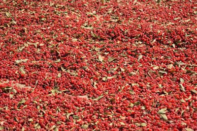 Full frame shot of red berries on field