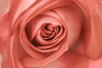 Close-up of red rose