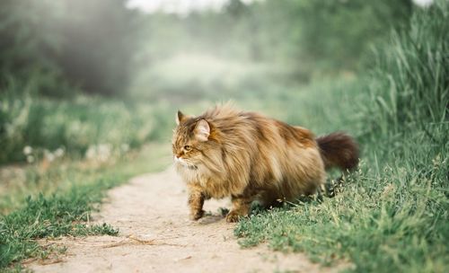 Cat on grass