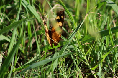 Close-up of bird on grass