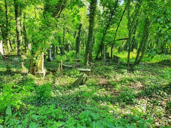 Trees in forest