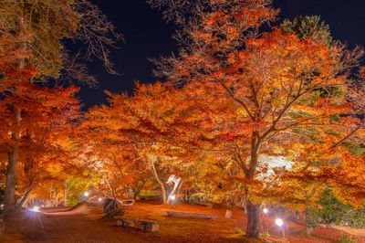 View of autumn trees in park at night