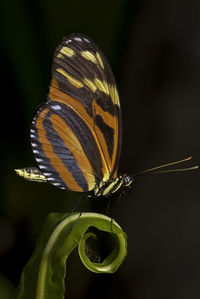 Macro photo of a tiger longwing butterfly