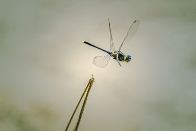 Close-up of dragonfly