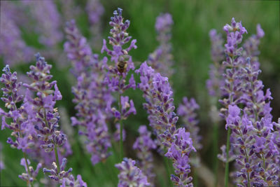 Close-up of purple flowering lavender plants with bumblebee