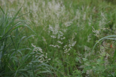 Close-up of plant growing on field