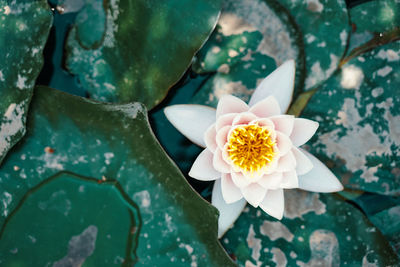 High angle view of white flowering plant