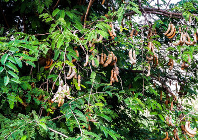 View of a tree