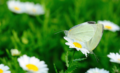 Close-up of butterfly pollinating on flower