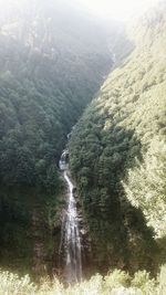 Scenic view of waterfall in forest