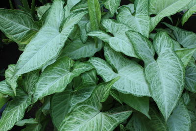 Full frame shot of green leaves