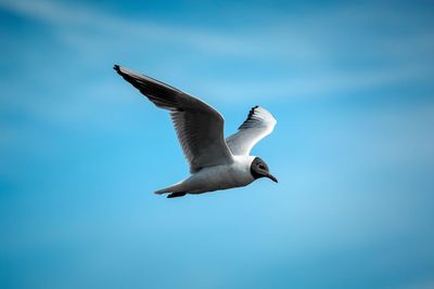 Low angle view of seagull flying