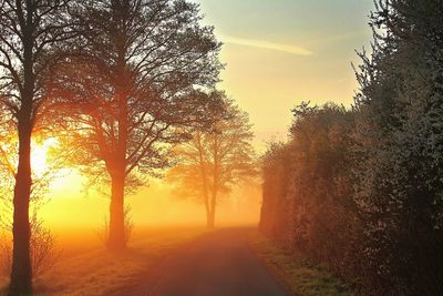 Road amidst trees against sky during sunset