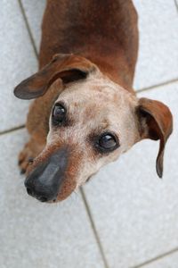 High angle portrait of dog on floor