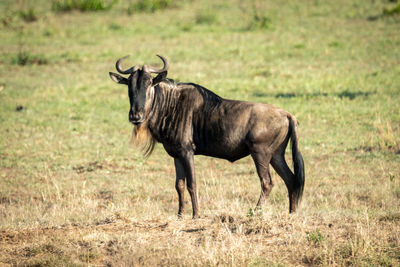 Blue wildebeest stands in grass eyeing camera