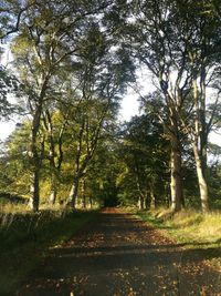 Trees in park