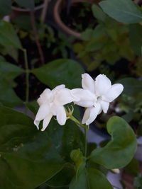 Close-up of white flowering plant