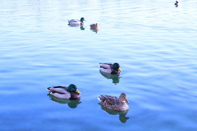 High angle view of duck swimming in lake