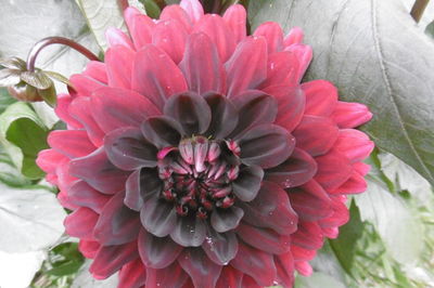 Close-up of pink dahlia blooming outdoors