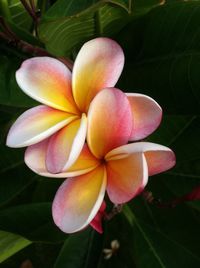 Close-up of yellow flower