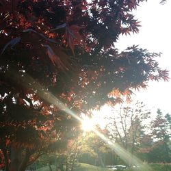 Low angle view of sunlight streaming through tree