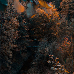 Full frame shot of trees in forest during autumn