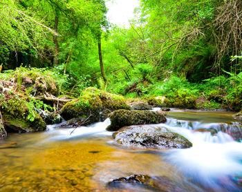 Stream flowing in forest